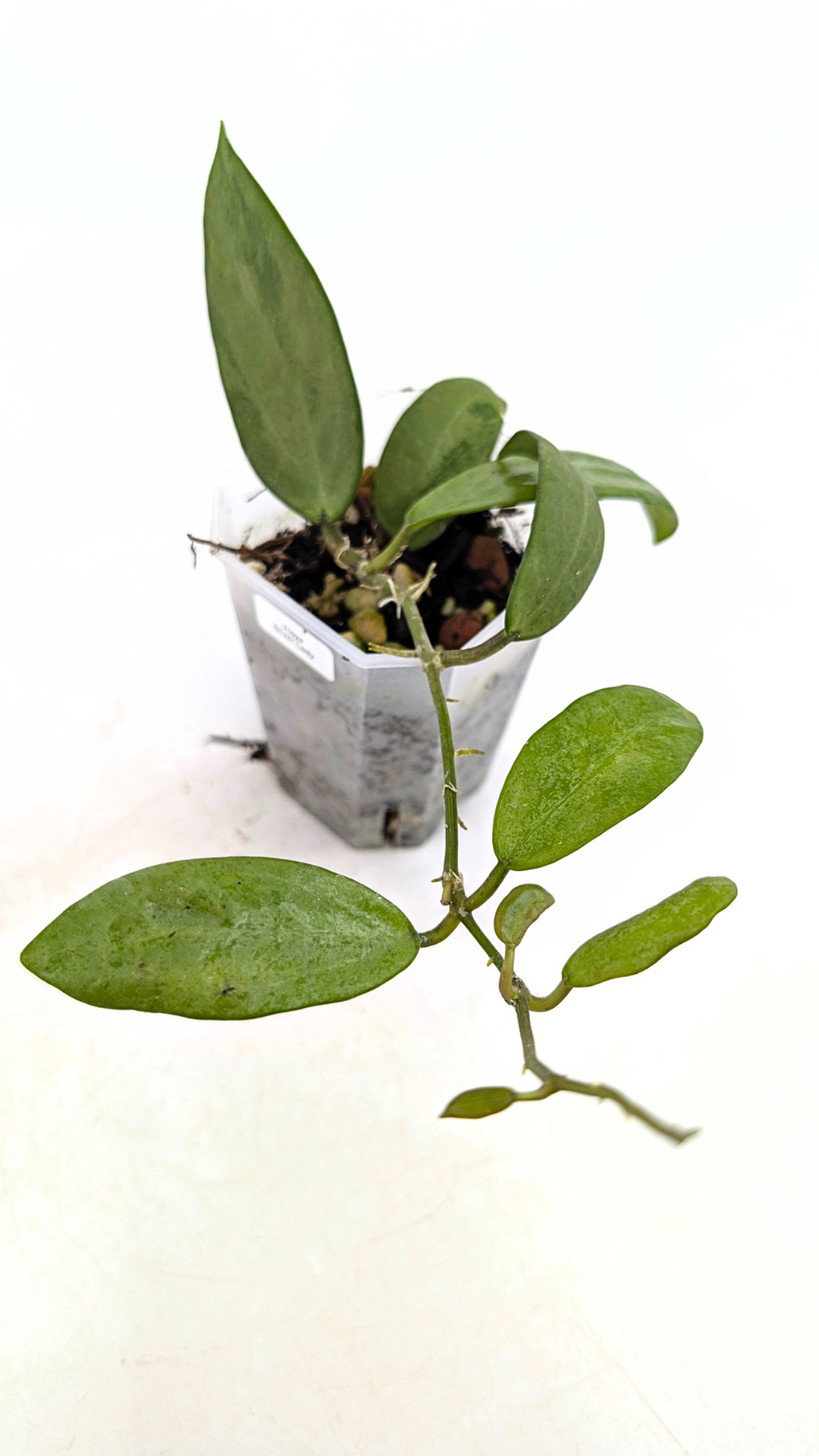 Hoya Silver Lady also known as Hoya Xiao Jie — The Leaf Gallery